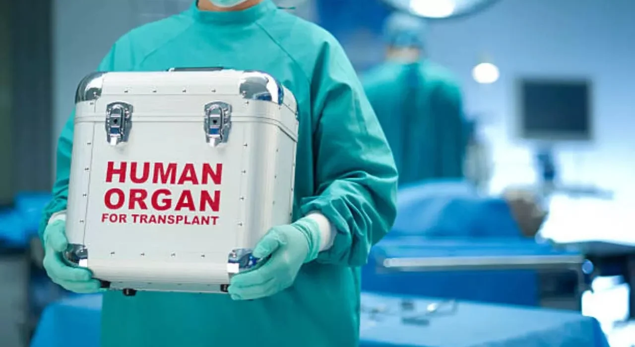 Human organ for transplant